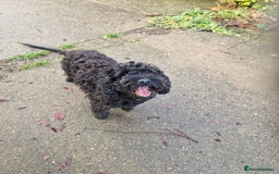 Cockapoo dogs for sale: COCKAPOO F1 EXTENSIVELY DNA HEALTH TESTED - Image 2