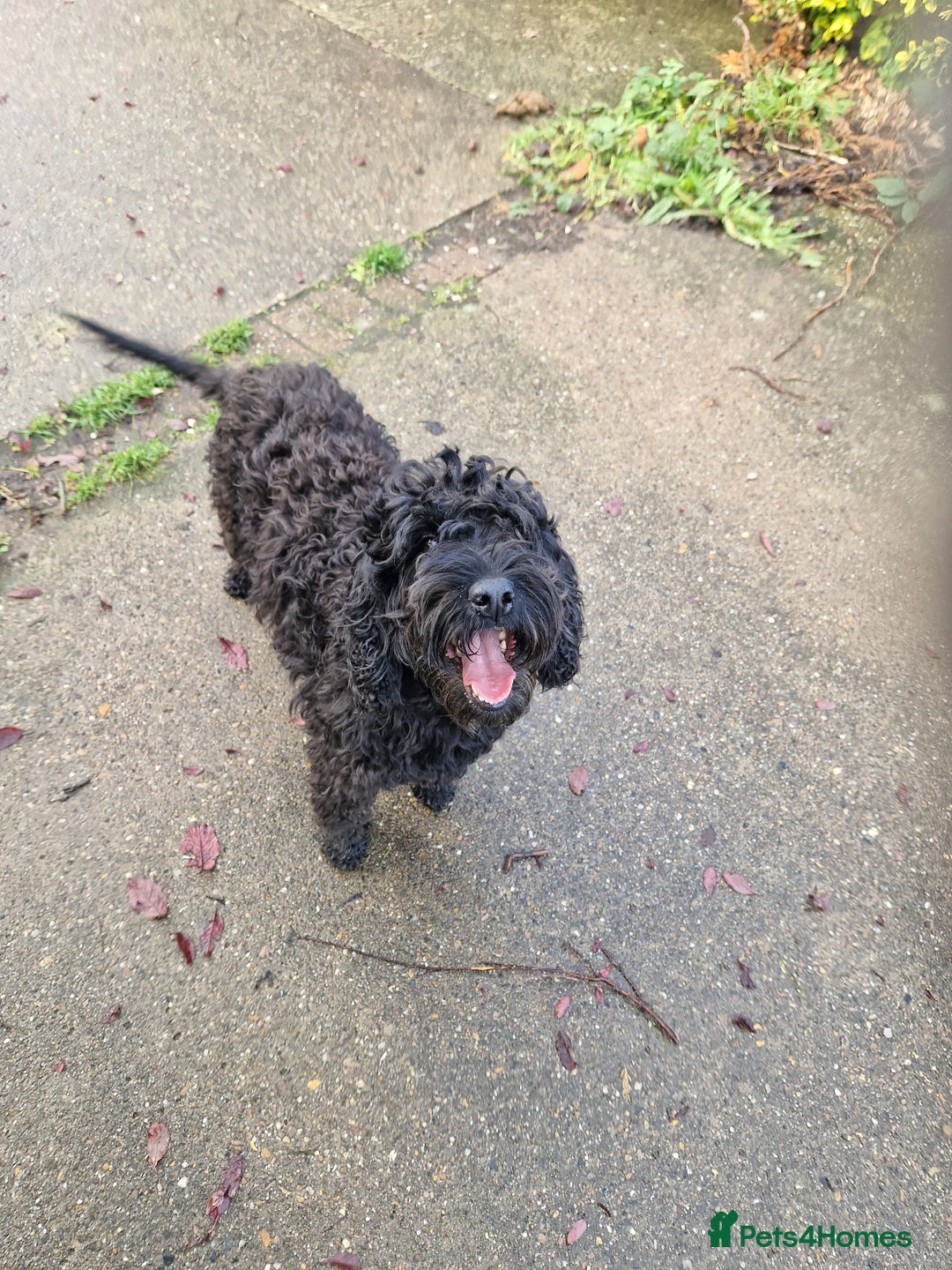 Cockapoo dogs for sale: COCKAPOO F1 EXTENSIVELY DNA HEALTH TESTED - Image 2