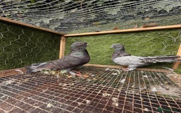 Pigeons birds for sale: Pigeons for sale - Image 12