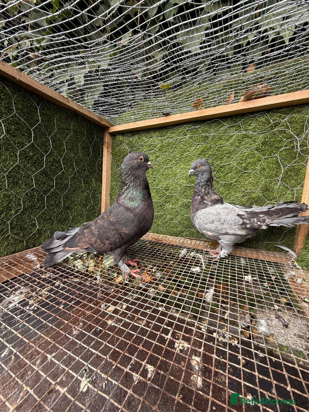 Pigeons birds for sale: Pigeons for sale - Image 12
