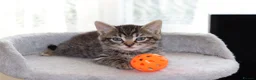 Mixed Breed cats for sale: Adorable Tabby Kittens - Advert 25