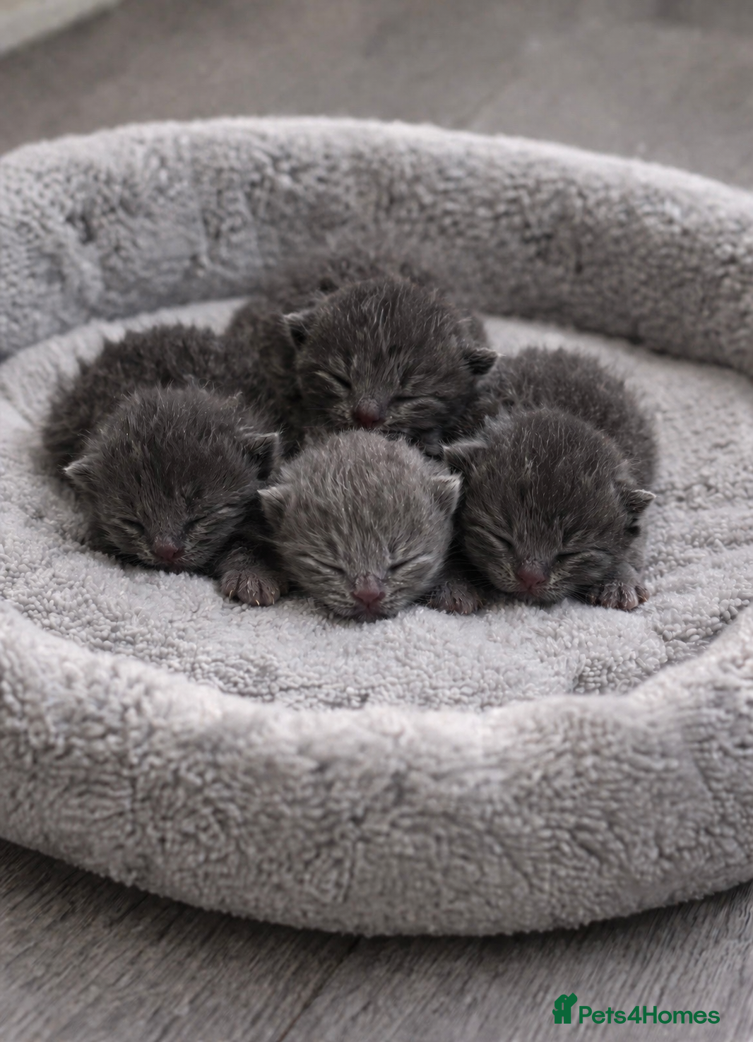 British Shorthair cats 🏆Pedigree Registered Champion Line BSH Kittens🏆 - Advert 8