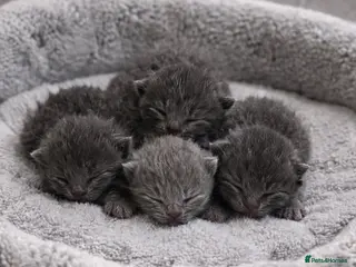 British Shorthair cats 🏆Pedigree Registered Champion Line BSH Kittens🏆 - Advert 8