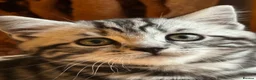British Shorthair cats for sale: Pedigree British Shorthair Silver Tabby kittens - Advert 18
