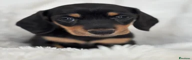Miniature Dachshund 3
