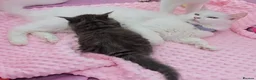 Maine Coon cats for sale: Kitten  - Advert 1