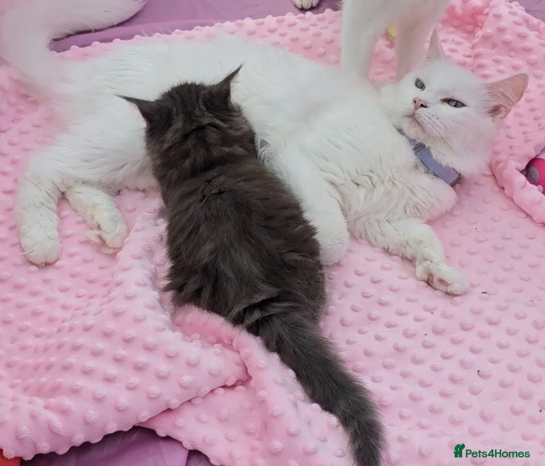Maine Coon cats for sale: Kitten  - Advert 1
