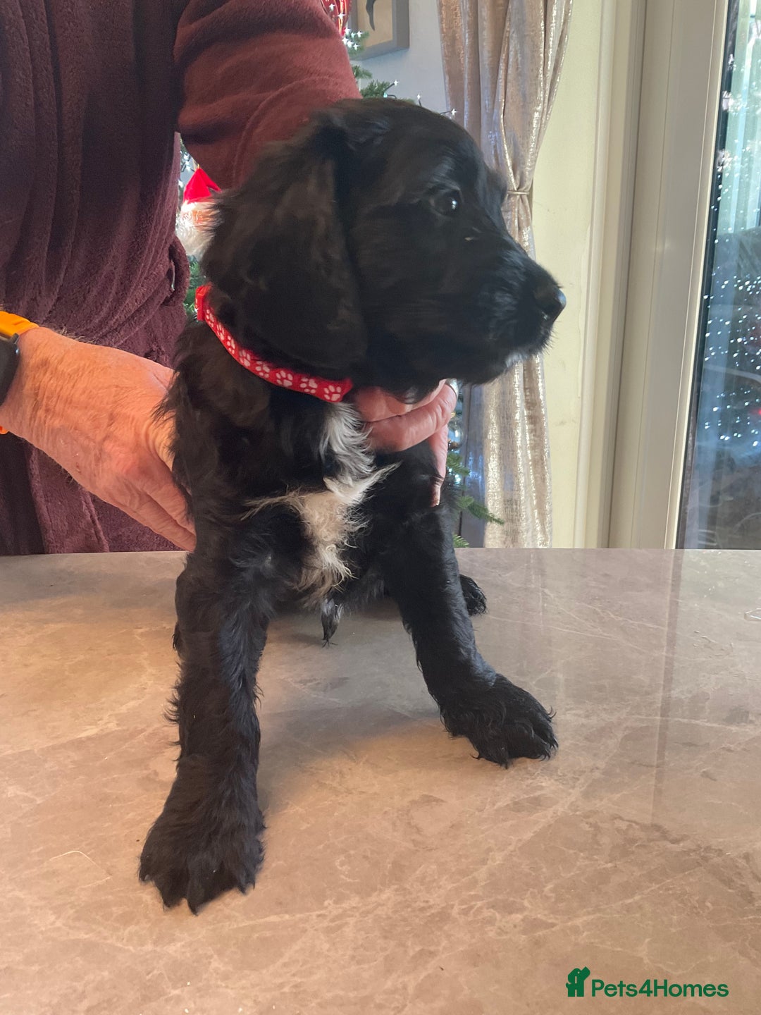 Mixed Breed dogs for sale: Beautiful Goldendoodle/Spangold Retriever Puppies - Advert 11