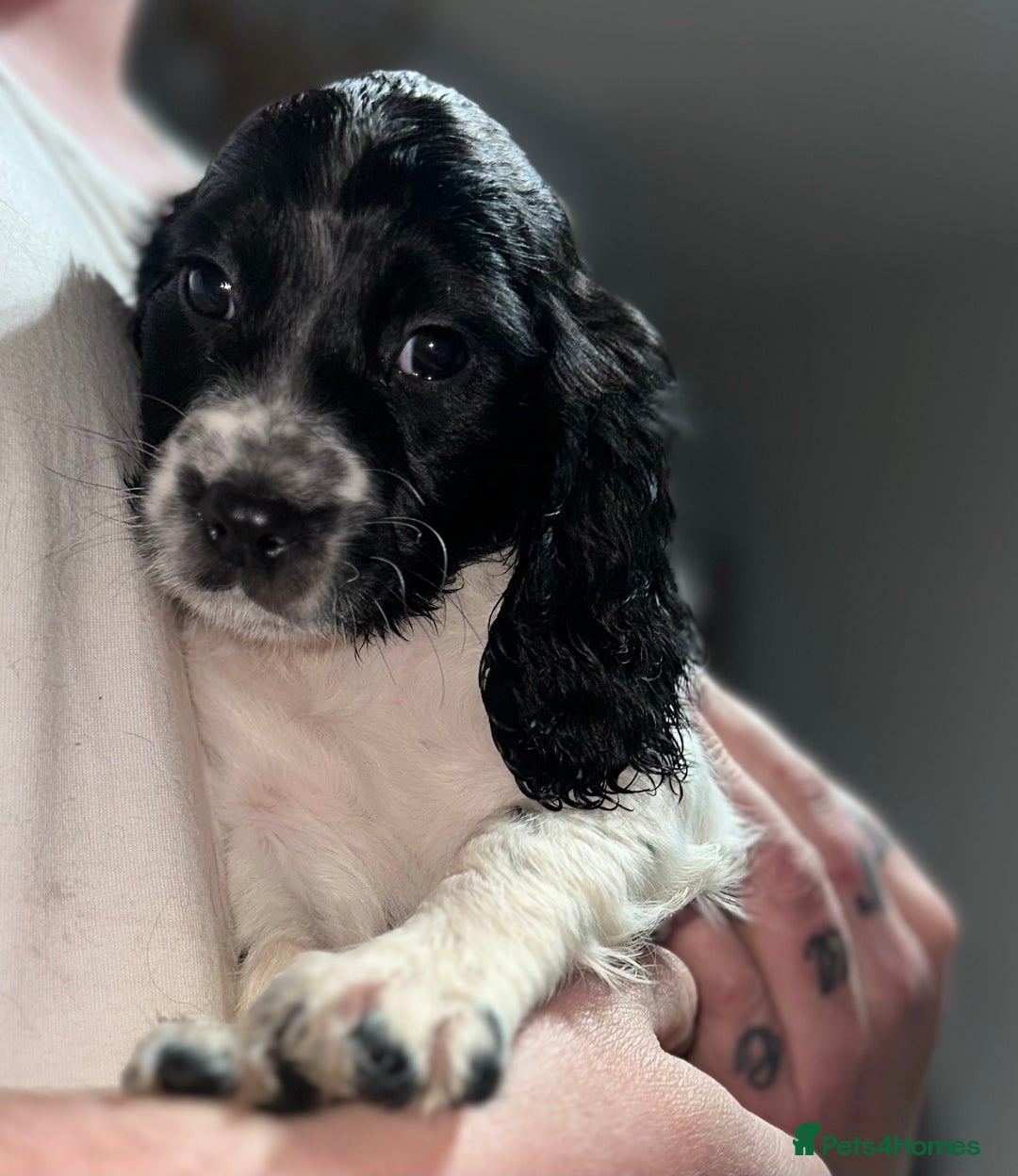 Cocker Spaniel dogs for sale: LAST STUNNING COCKER SPANIEL BOY - Advert 3