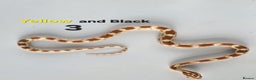 Corn Snake reptiles for sale: Baby Cornsnakes  - Advert 28