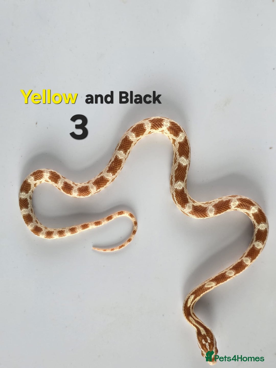 Corn Snake reptiles for sale: Baby Cornsnakes  - Advert 28