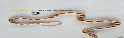 Corn Snake reptiles for sale: Baby Cornsnakes  - Advert 23