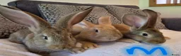 Continental Giant rabbits for sale: Continental giant rabbits (males) in Saltash - Advert 4