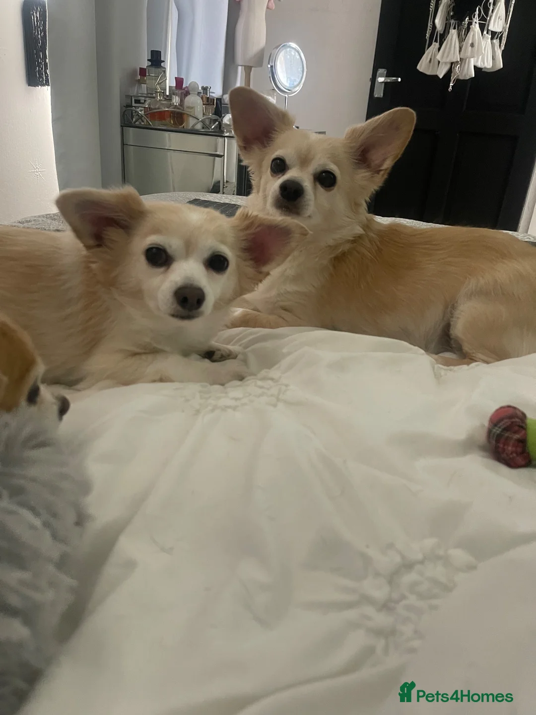 Chihuahua dogs for sale: Mum son and daughter  in Wakefield - Advert 2