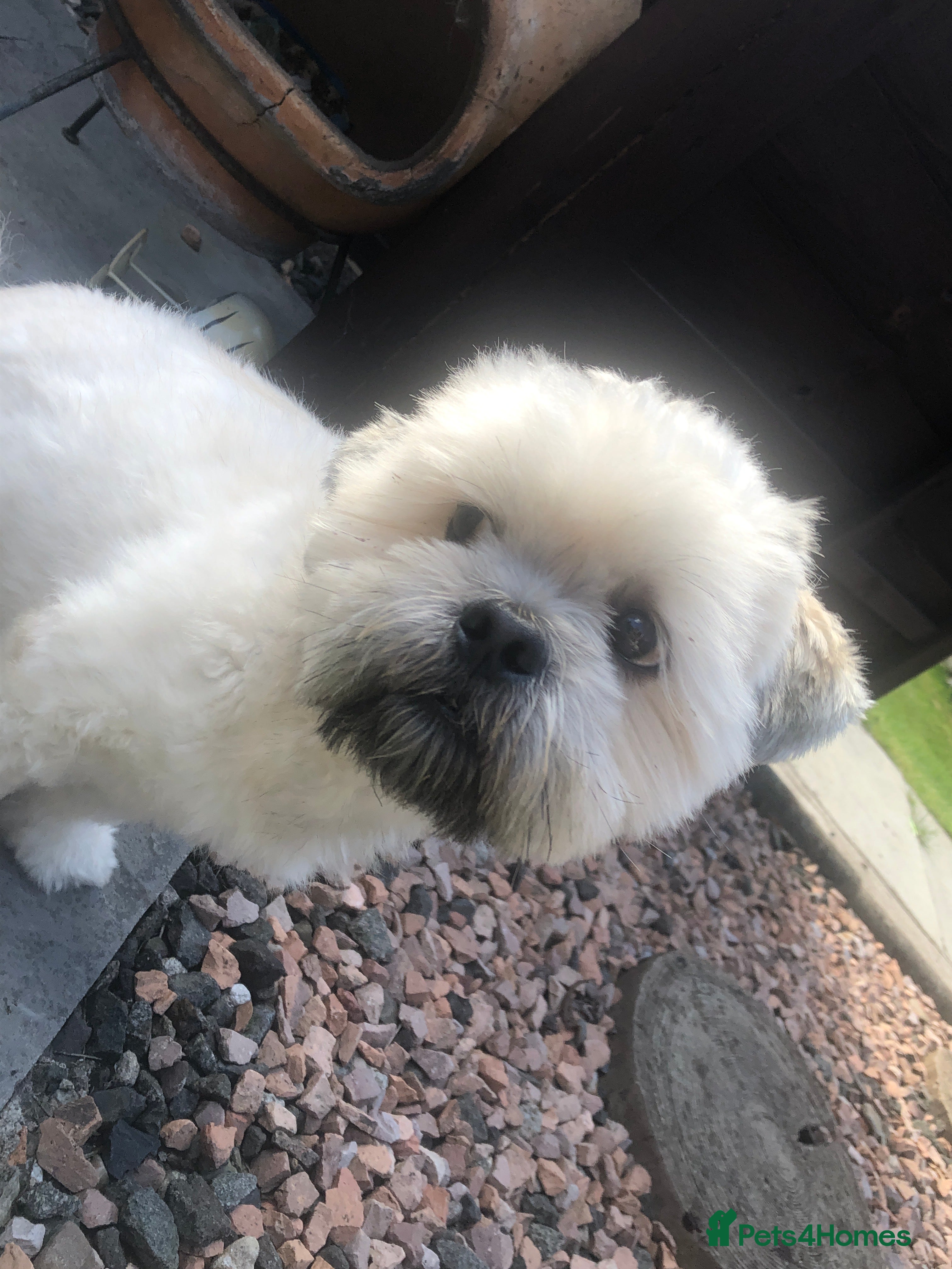 Lhasa Apso dogs for stud: Milo  in Alloa - Advert 3