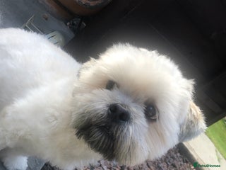 Lhasa Apso dogs in Alloa - Advert 2