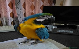 Parrots birds for sale: Baby blue and gold macaw  - Image 8