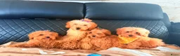 Maltipoo dogs for sale: Exquisite f1 toy Maltipoo teddy bears  - Advert 3
