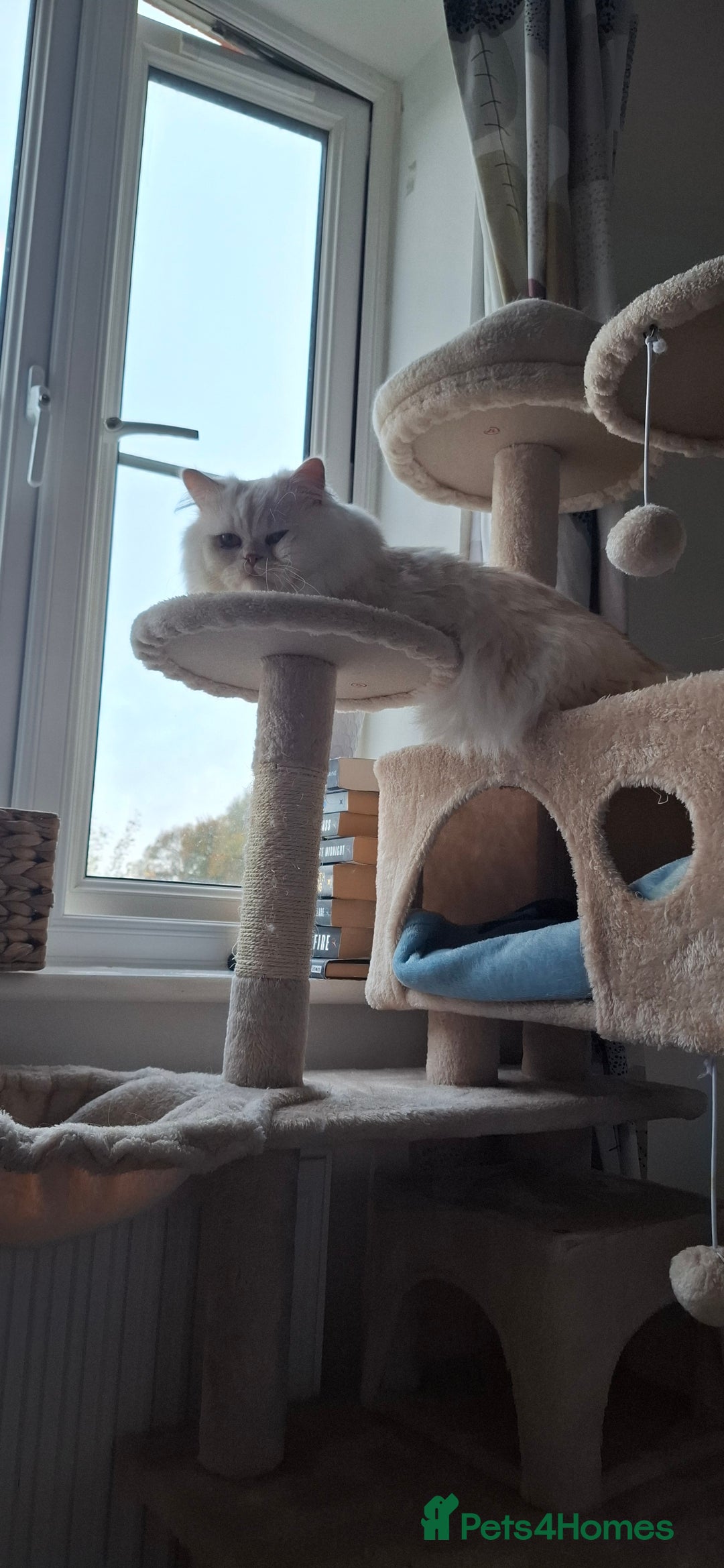 Persian cats for stud: Macaroni - Advert 7