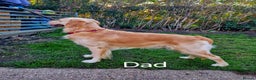 Golden Retriever dogs for sale: KC Registered Golden Retriever Puppies - Advert 15
