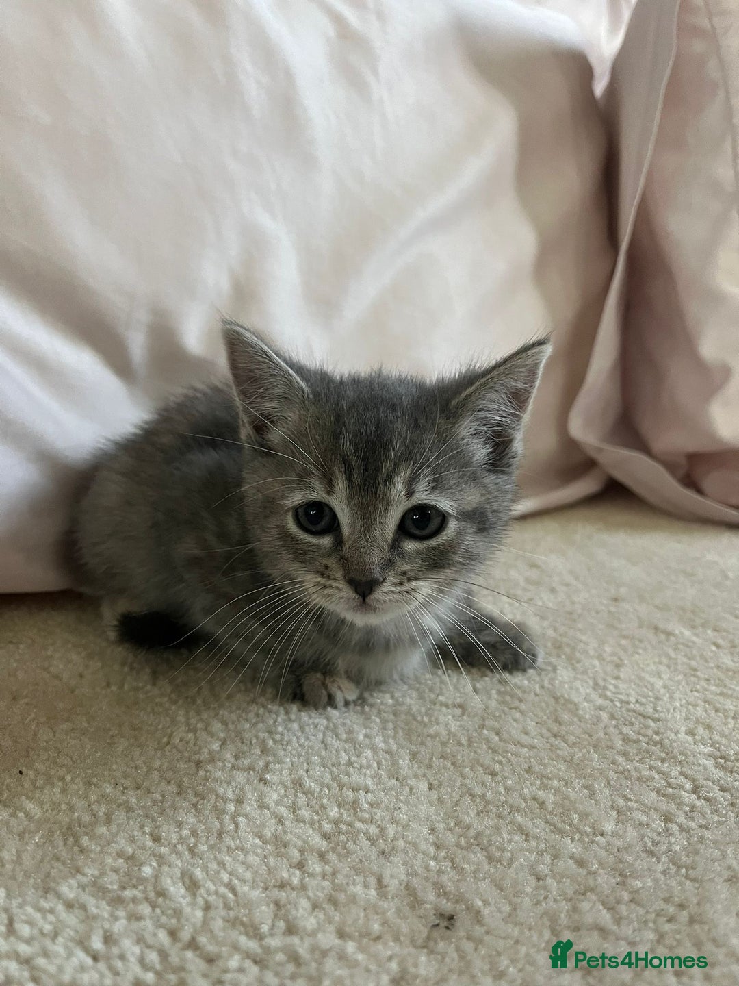 Ragdoll cats for sale: Ragdoll X Kittens - Image 8
