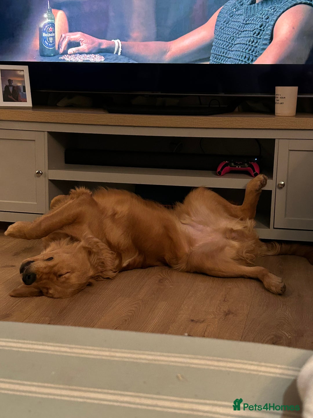 Golden Retriever dogs for sale: 💛Monty – Handsome Golden Retriever (7 months old) - Advert 3
