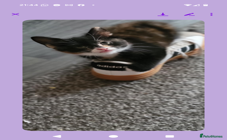 British Longhair cats - Advert 1