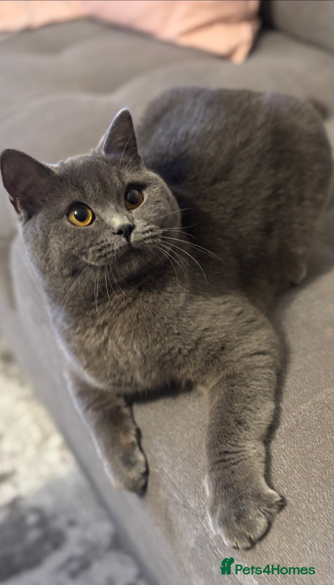 British Shorthair cats for sale: 4 British shorthair kittens available  - Advert 16