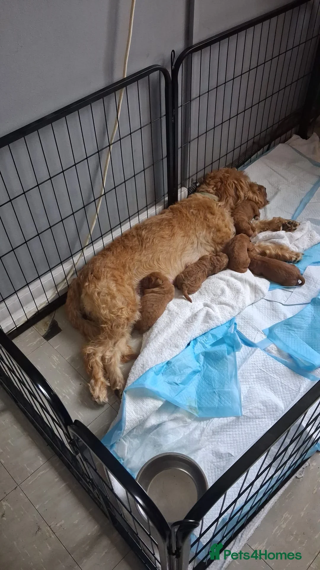 Labradoodle dogs for sale: Labradoodle puppies - Advert 2