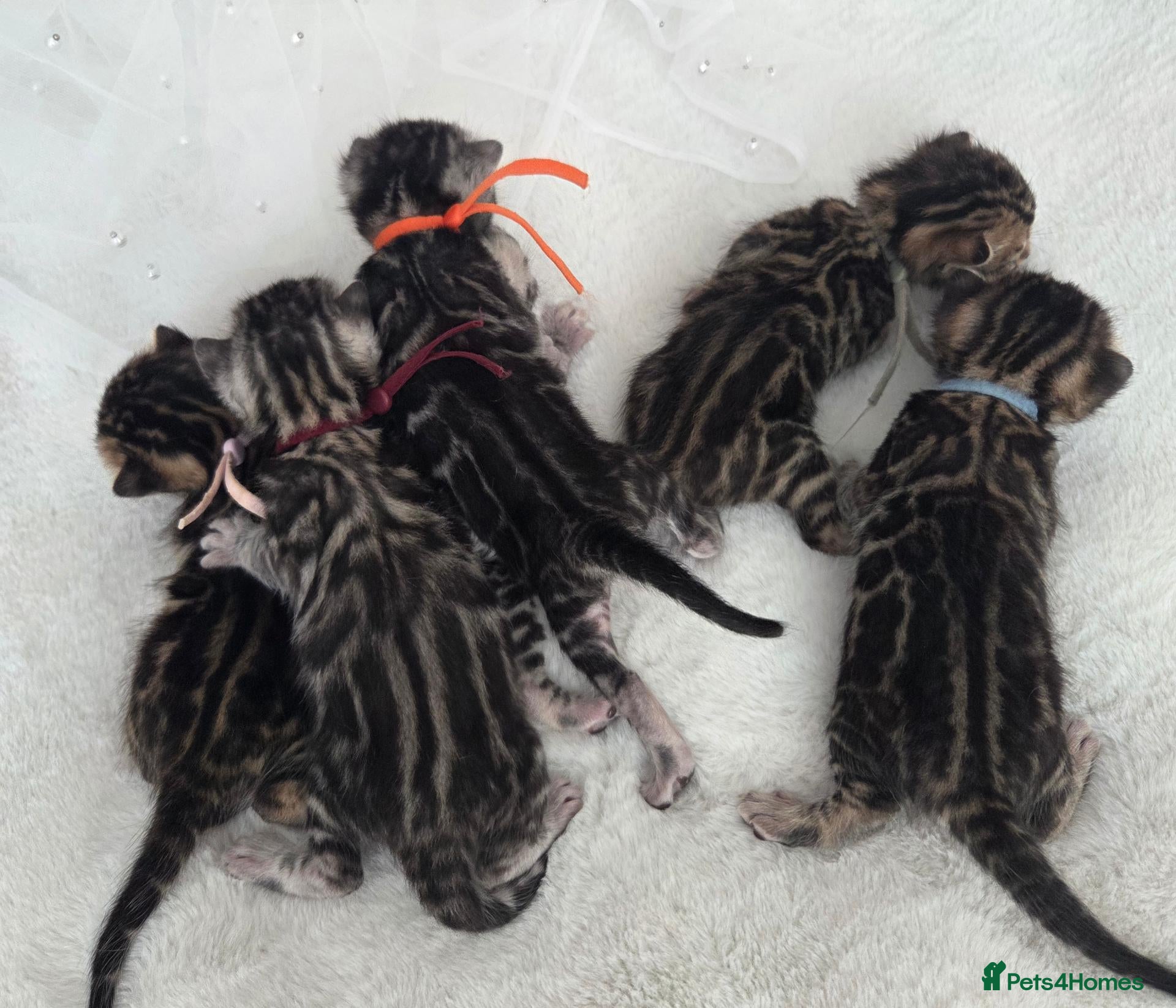 Bengal cats  Purebred TICA Registered Bengal Kittens 🐾 - Advert 1