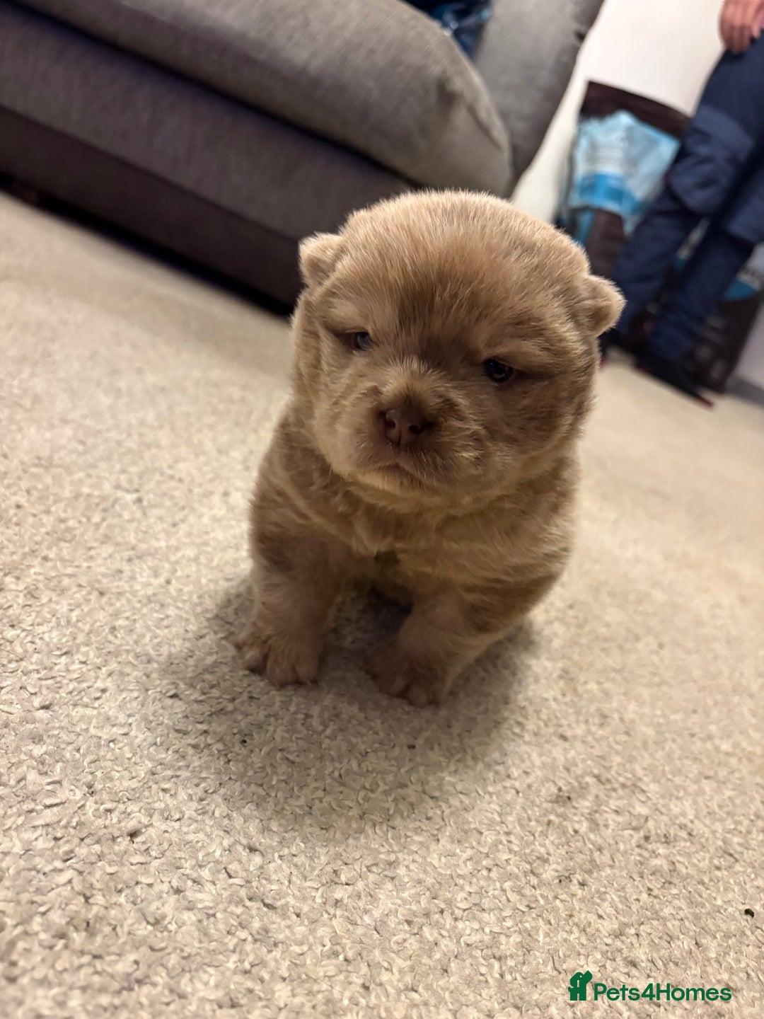 Chow Chow dogs for sale: Lesley Chow  - Advert 9