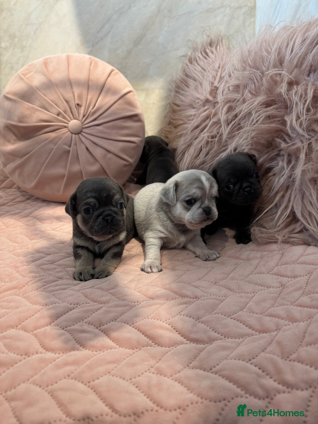 Pug dogs for sale: Only 2 left! Rare coloured pug puppies available  - Advert 26