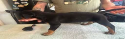 Rottweiler dogs for sale: 2 Beautiful and Playful Rottweiler puppies  - Advert 4