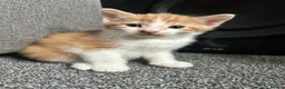 Mixed Breed cats for sale: 2 ginger boys for sale  - Advert 7