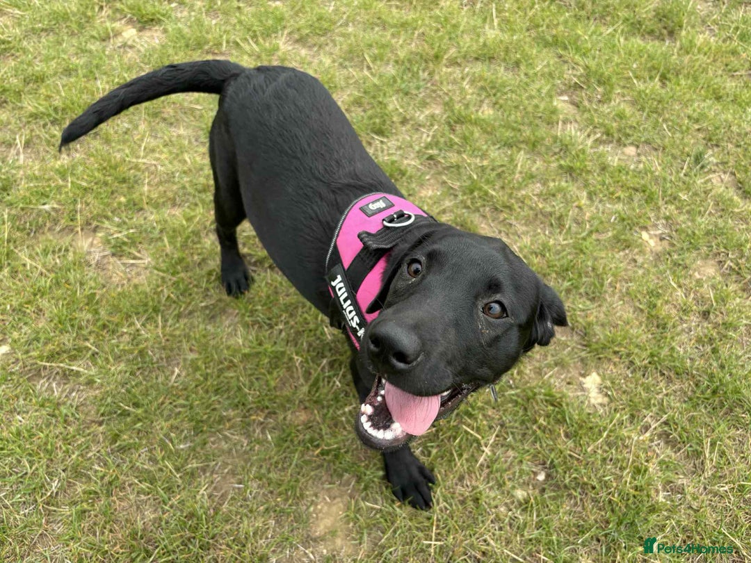 Labrador Retriever dogs for sale: labrador retriever - Advert 22