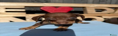 Dachshund 1