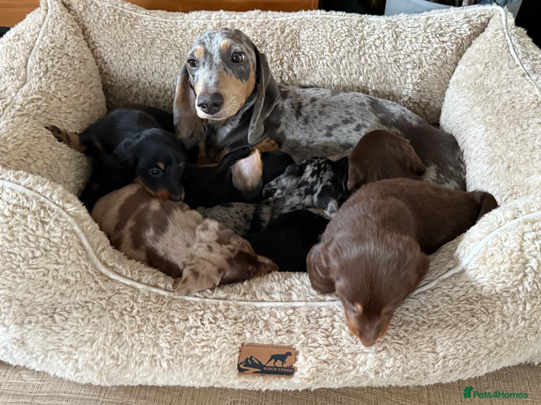Miniature Dachshund dogs for sale: KC registered miniature dachshund long haired - Advert 9
