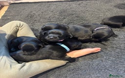 Mixed Breed dogs for sale: Black Lab x GSP puppies for sale - Image 1