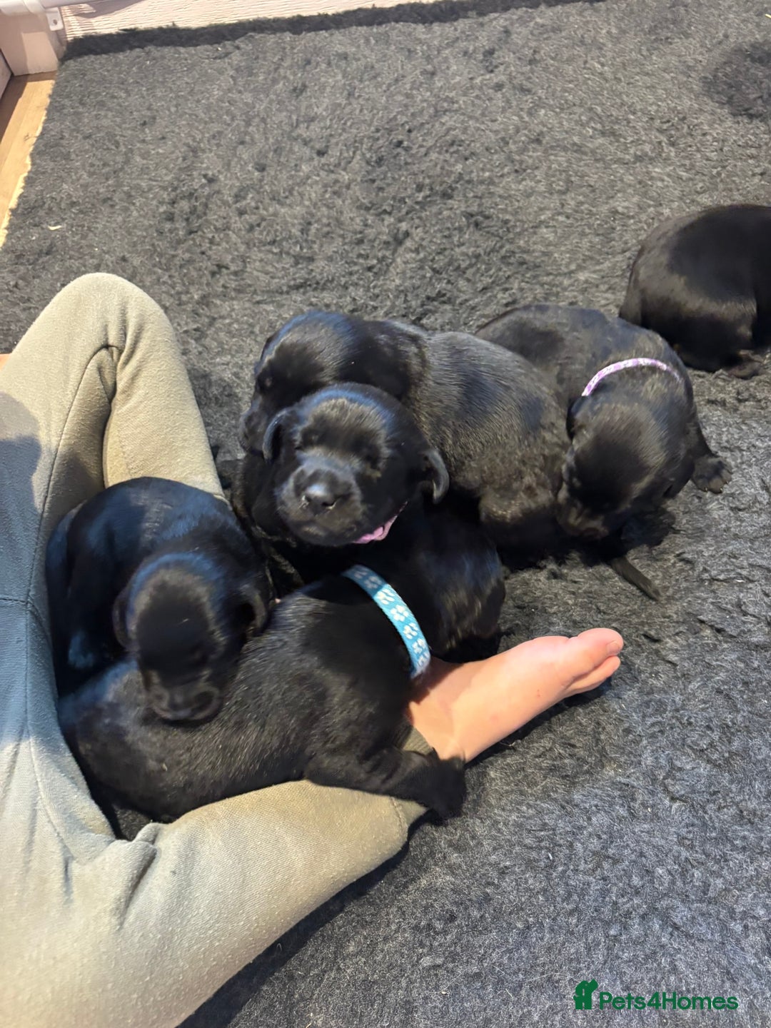 Mixed Breed dogs for sale: Black Lab x GSP puppies for sale - Image 1