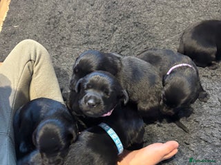 Mixed Breed dogs - Advert 13