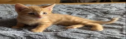 Domestic Shorthair cats for sale: 5 Ginger Kittens - Advert 28