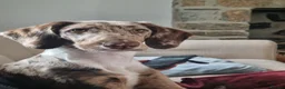 Mixed Breed dogs for sale: Sprocker poodle lab mix - Advert 4