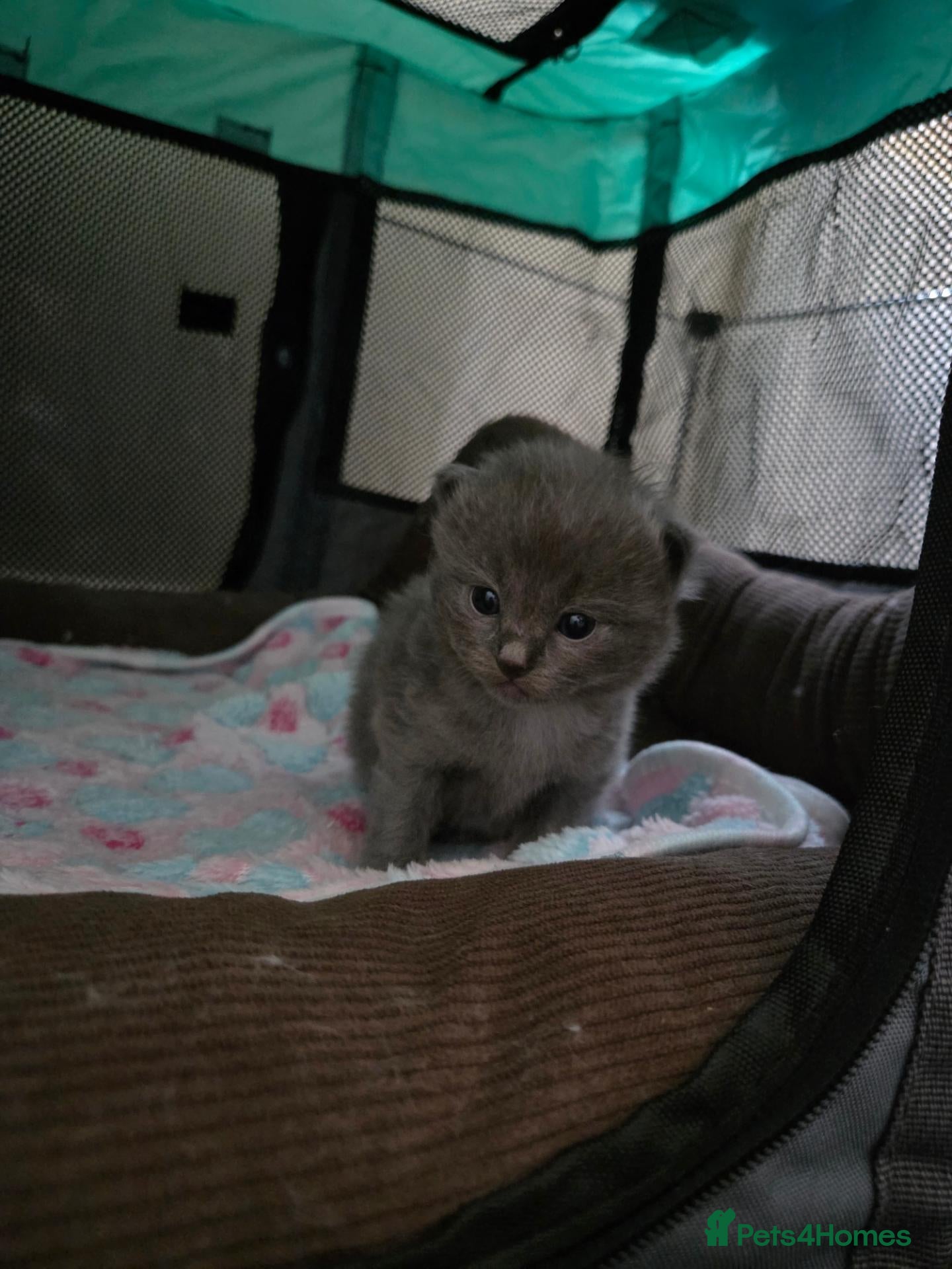 Ragdoll cats for sale: 1 rare blue solid pedigree ragdoll left 💙 - Advert 1