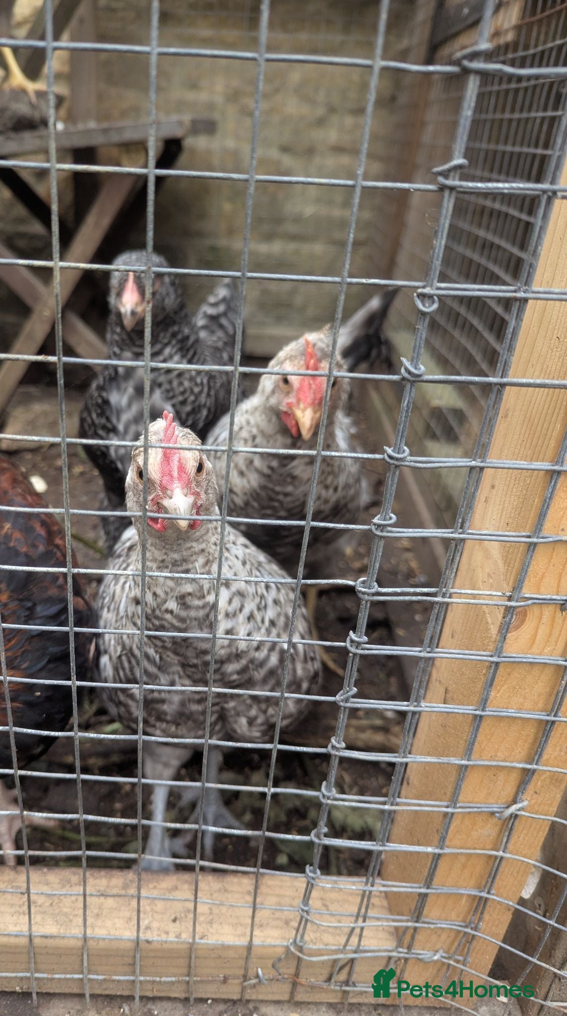 Chickens poultry Hens  - Advert 13