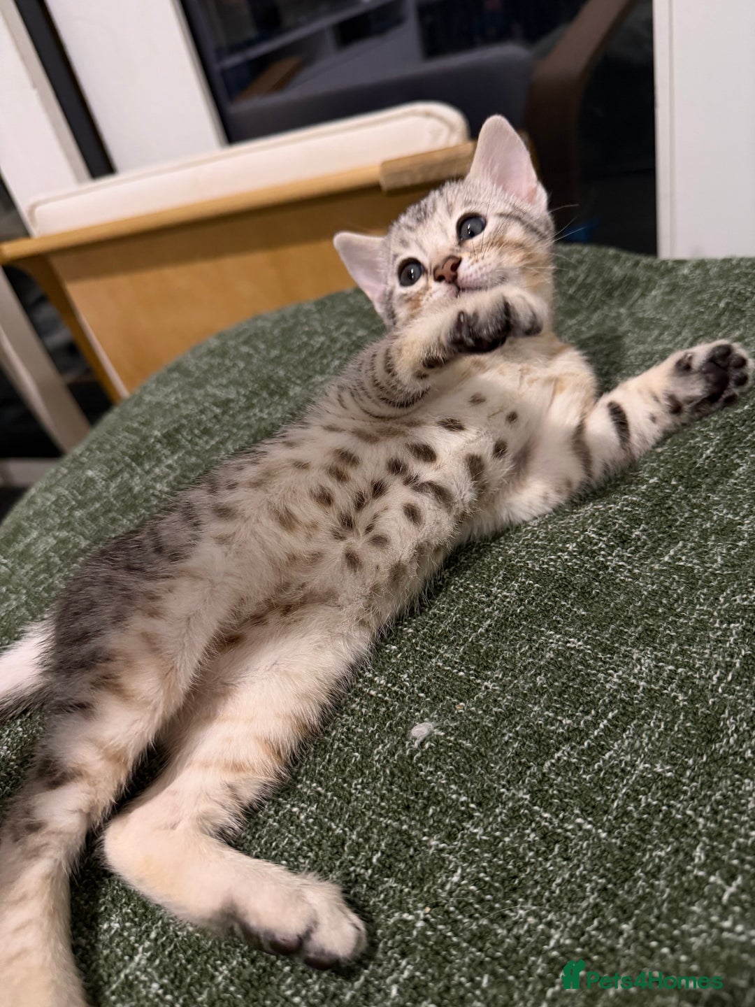 Bengal cats for sale: Bengal kitten. ONLY 2 left - Advert 9