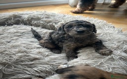 Cockapoo dogs for sale: Fb2 miniature cockapoo - Advert 12