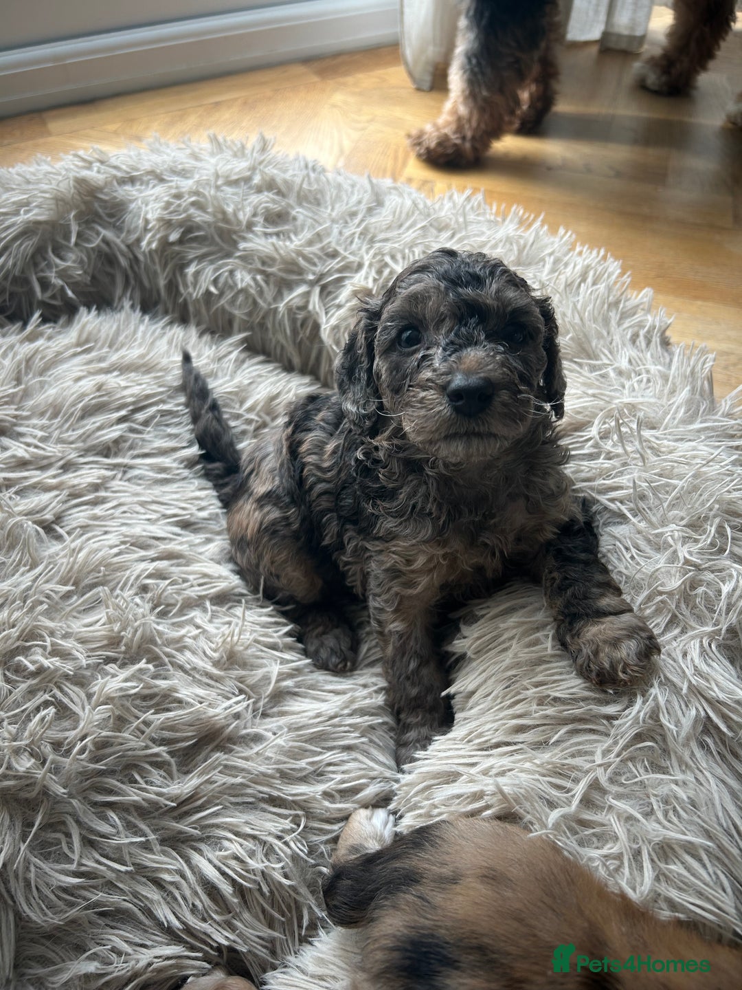 Cockapoo dogs for sale: Fb2 miniature cockapoo - Advert 12