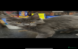 Maine Coon cats for sale:  2 beautiful maine coon kittens left - Image 22