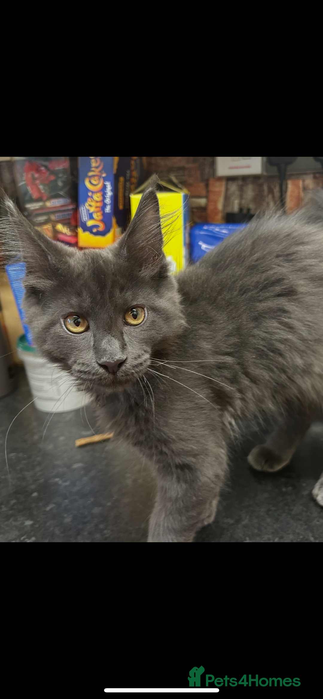 Maine Coon cats for sale:  2 beautiful maine coon kittens left - Image 22