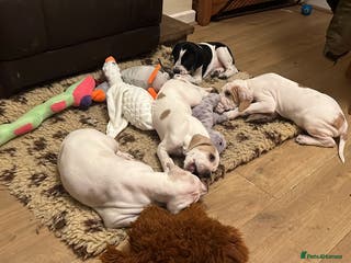 Pointer dogs 2 orange and white girls available - Advert 1